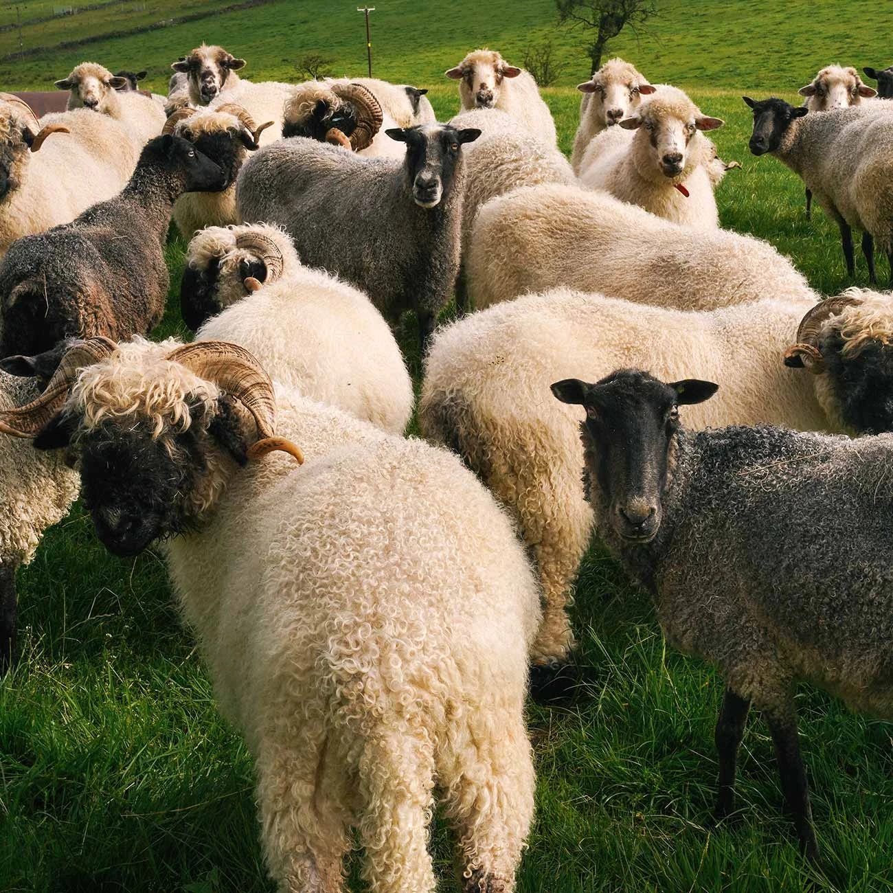 Saunton Felted Wool Rug 5 Saunton Felted Wool Rug - Image 3