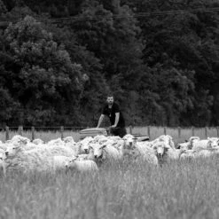 Hawks Barn Pocket Sprung Wool Mattress -Piglet in Bed Store Piglet in Bed Hypnos Cotton Mattress 4 d0457474 3061 40f0 8d9e 67f40d085517